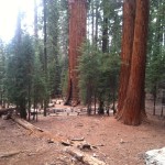 Sequoia National Park