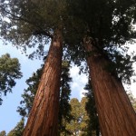 Sequoia National Park