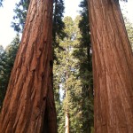 Sequoia National Park