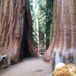 Scientists think these were probably joined as one tree many years ago, but the weight of the trees slowly pulls them apart.