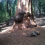 A small car sized burl