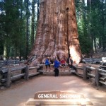 Sequoia National Park