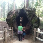 The Tunnel Log on the General Grant Tree Trail