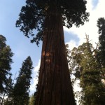 General Grant Tree