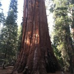 General Grant Tree