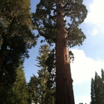General Grant Tree