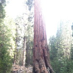 General Grant Tree