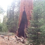 General Grant Tree Firescar