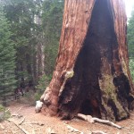 General Grant Tree Firescar