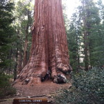 General Grant Tree